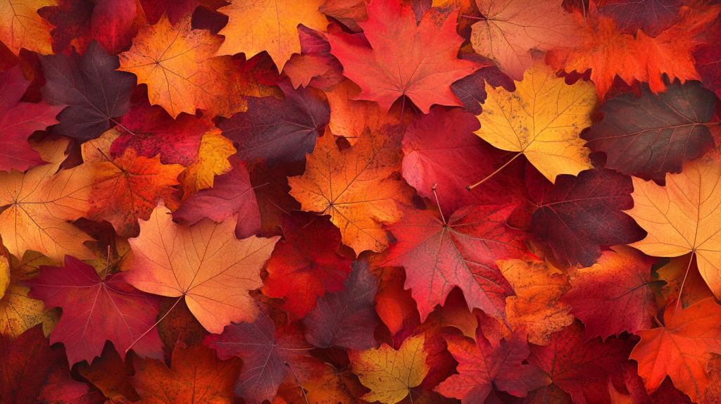 深まる秋の鮮やかなコントラスト フリー素材